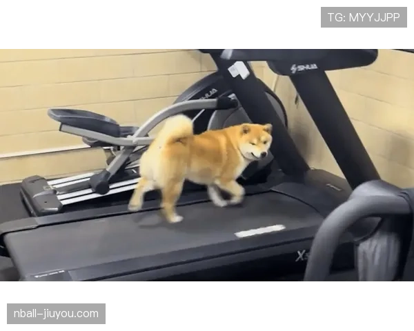 高磊家的狗都比你自律 高磊家的狗都比你自律